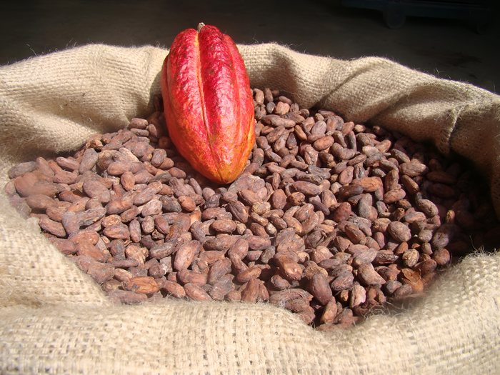Granos de cacao secos de Öko Caribe en un saco de yute junto a una mazorca fresca