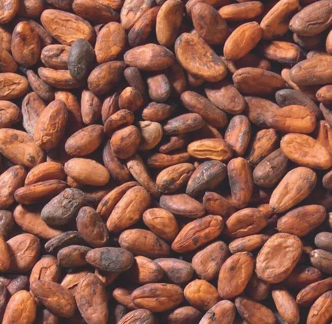 Fermented and dried Öko Caribe cacao beans