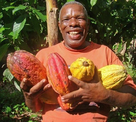 A grower holding freshly harvested cacao pods