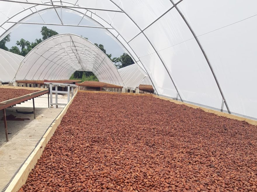 Drying the cacao at Öko Caribe
