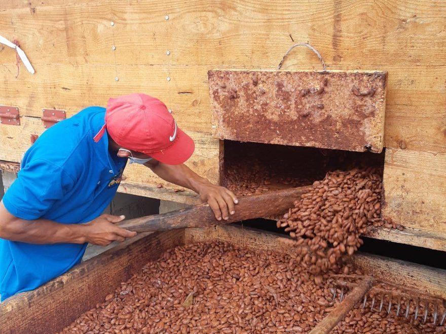 Fermenting the cacao at Öko Caribe