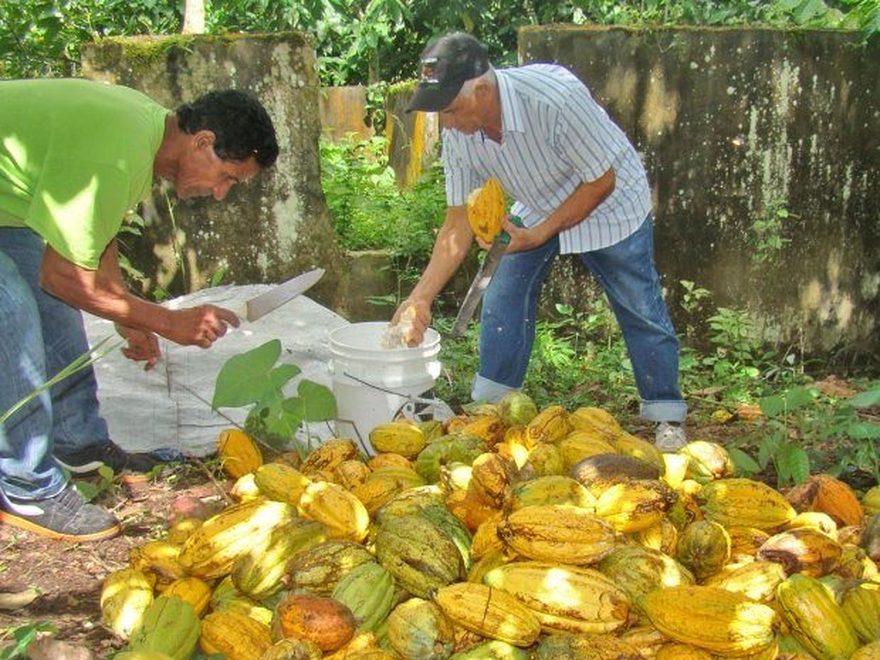 Breaking cacao pods at Öko Caribe