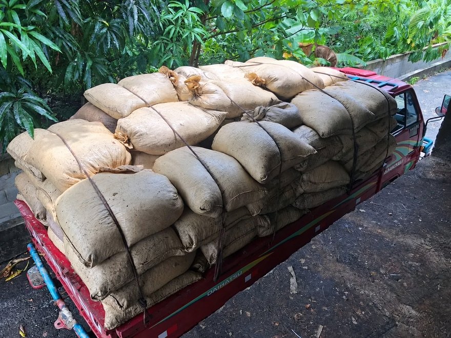 Transporting the cacao at Öko Caribe